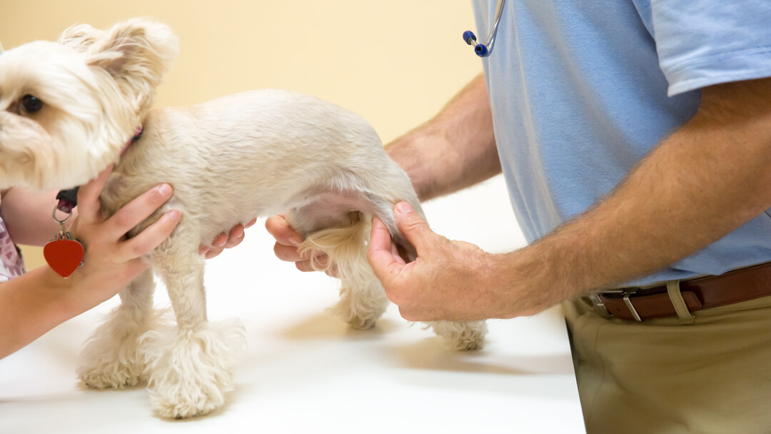 How Do I Know If My Dog Has Luxating Patella